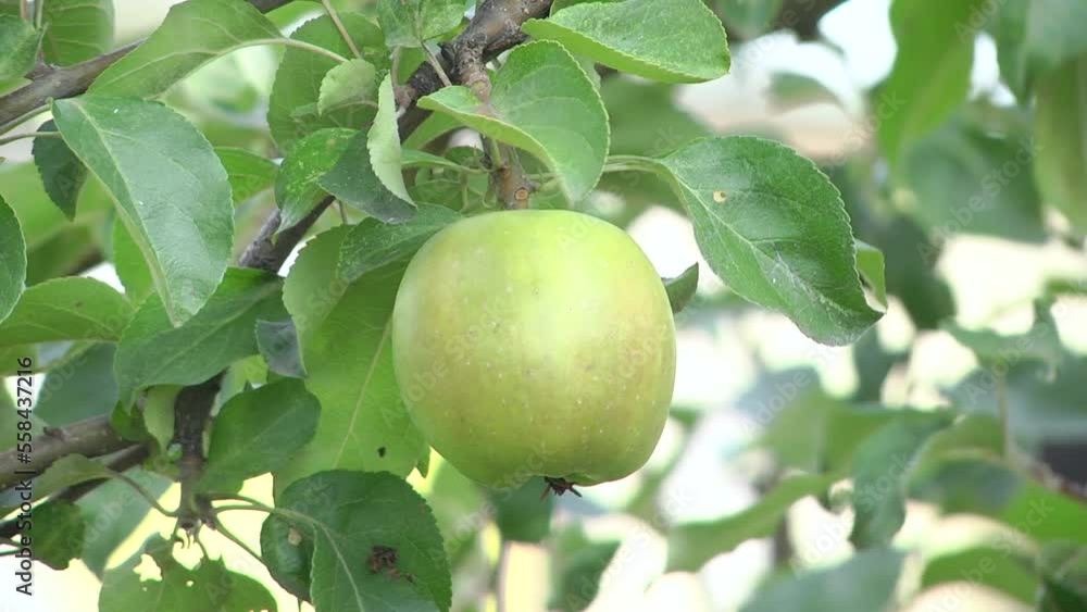 Green apple on a branch against the backdrop of nature, shallow depth of field. Green apples on branches in garden. Healthy fruits. Branch of an apple tree with ripe apples and green foliage. Green apple on a branch against the backdrop of nature, shallow depth of field. Green apples on branches in garden. Healthy fruits. Branch of an apple tree with ripe apples and green foliage.