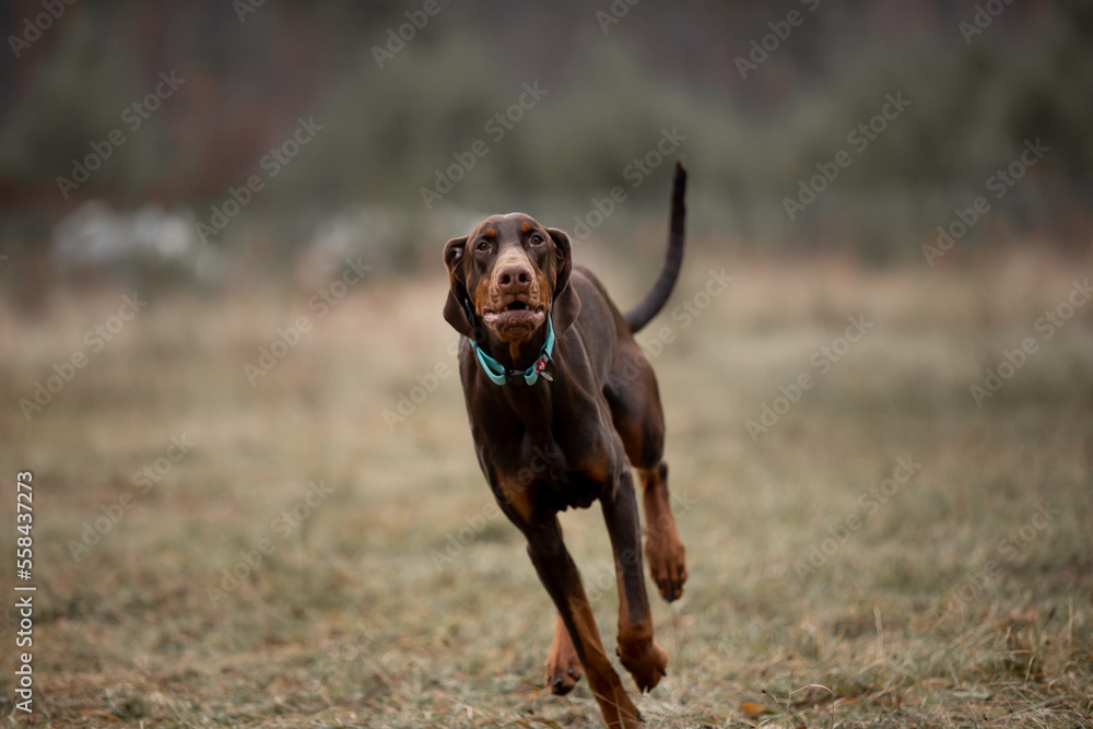 Beautiful Doberman breed dog in the winter forest