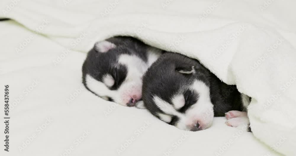 Siberian Husky puppies sleeping under a white blanket on the bed Siberian Husky puppies sleeping under a white blanket on the bed