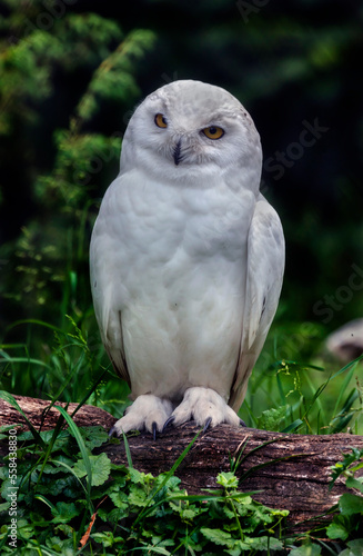 Snowy owl sitting on the beam. Latin name - Bubo scandiacus  