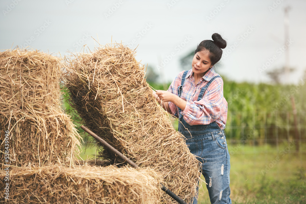 Asian young woman farmer working with hay for feeding cow in dairy farm, New generation agricultural farmer working in smart farm, Livestock and farm industry lifestyle. Asian young woman farmer working with hay for feeding cow in dairy farm, New generation agricultural farmer working in smart farm, Livestock and farm industry lifestyle.