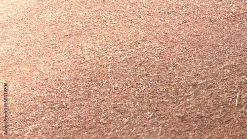 Wallpaper Mural harvest a large quantity of barley grains. Wheat harvest. Large pile of wheat crop.
 Torontodigital.ca