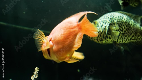 The orange blood parrot cichlid (Amphilophus citrinellus) swimming in slightly cloudy water photo