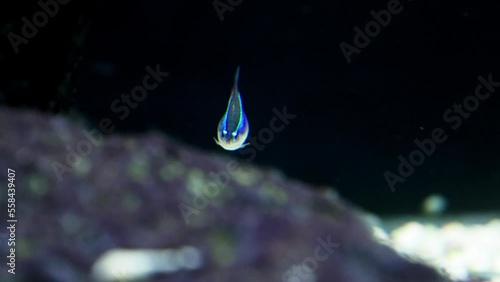 The Neon tetra fish is swimming in the water with a calm and slightly cloudy current