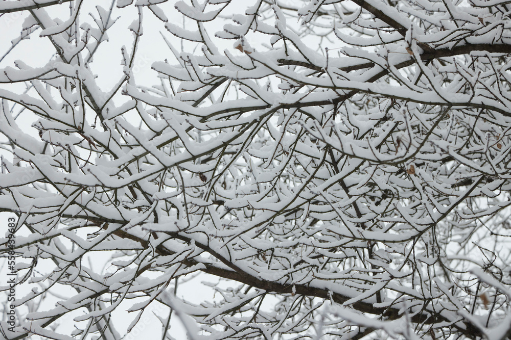 Winter tree branches without folliage under the snow. Winter tree branches without folliage under the snow.