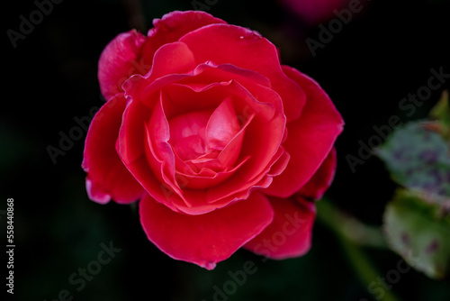 Close up image of a red rose flower
