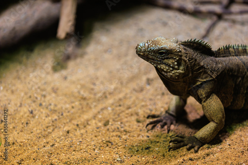 Iguana. Background with selective focus and copy space