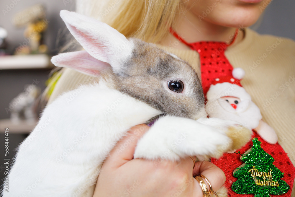 Cute beautiful domestic rabbit in the hands of a woman. Background with selective focus Cute beautiful domestic rabbit in the hands of a woman. Background with selective focus