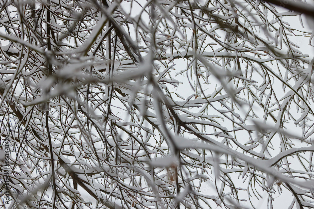 Obraz premium Winter tree branches with no folliage under the snow.