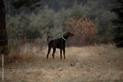 Beautiful Doberman breed dog in the winter forest