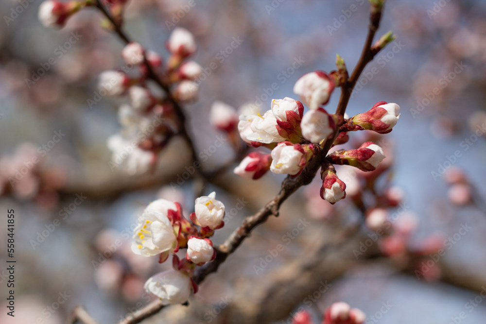 Apricot tree blossoms in spring Apricot tree blossoms in spring