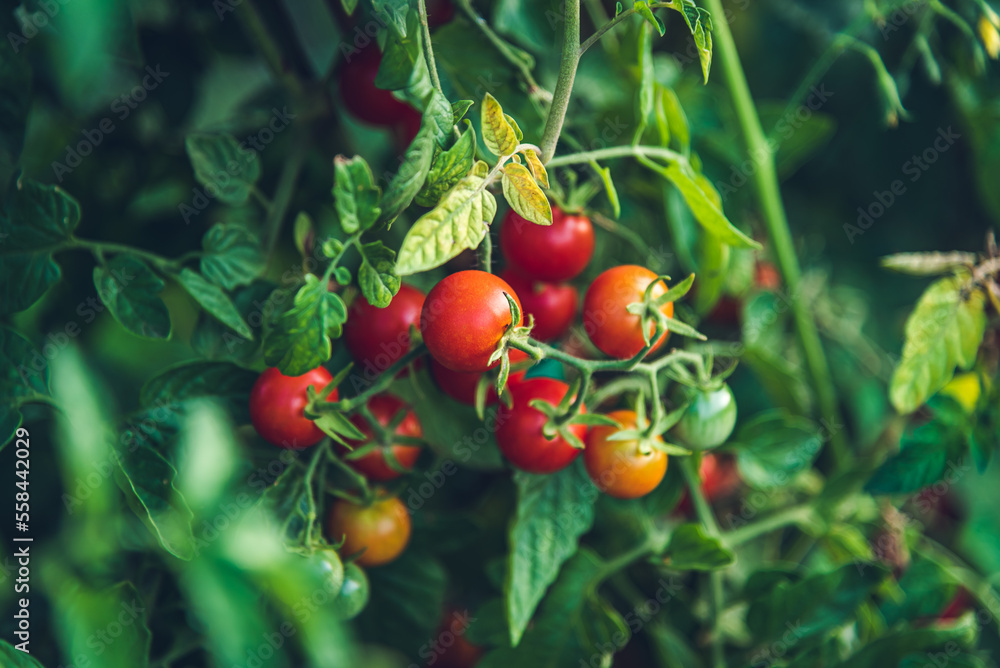 Cherry tomatoes on the vine Cherry tomatoes on the vine