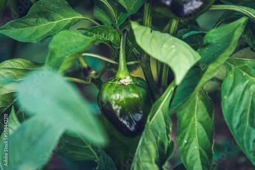 Green organic pepper in the garden.