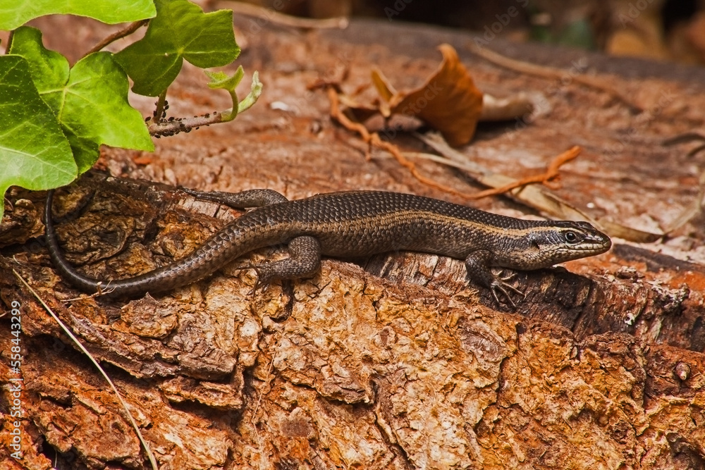 Speckled Rock Skink (Trachylepis punctatissima) 9281 Speckled Rock Skink (Trachylepis punctatissima) 9281