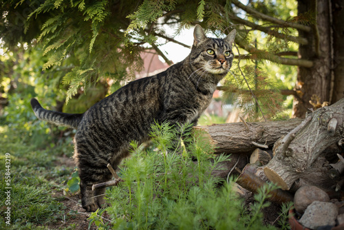 Cute tabby brown european shorthair cat is standing on wood outside and attentively watching what is happening. Cat hunts outdoors.