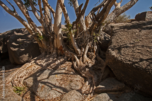 Namaqua Rock Fig  Ficus cordata  11250