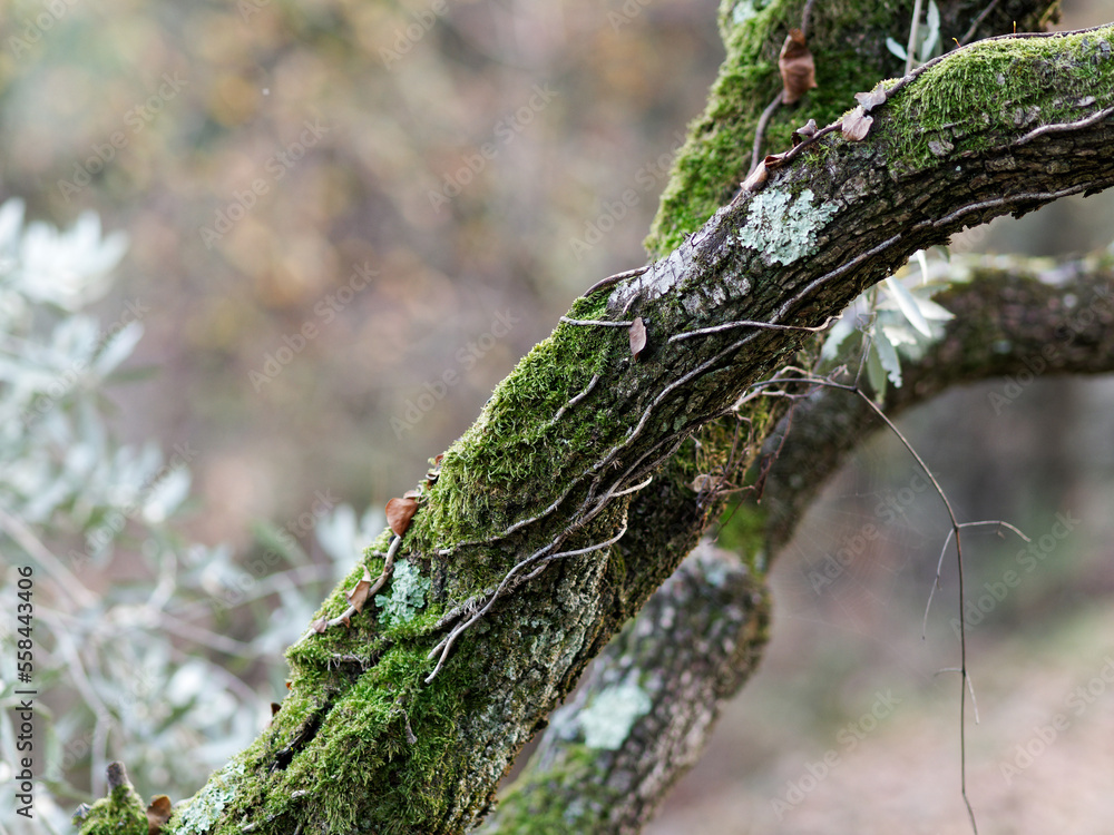 Obraz premium moss on tree