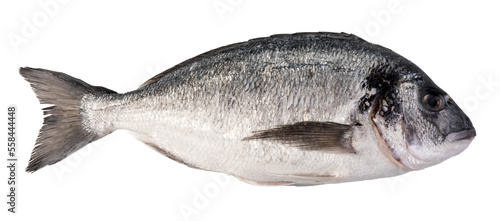 Photography fresh dorado fish