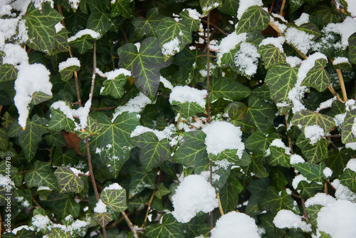 First snow on the green leaves in the public park.