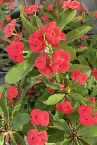 euphorbia milii with its red flowers