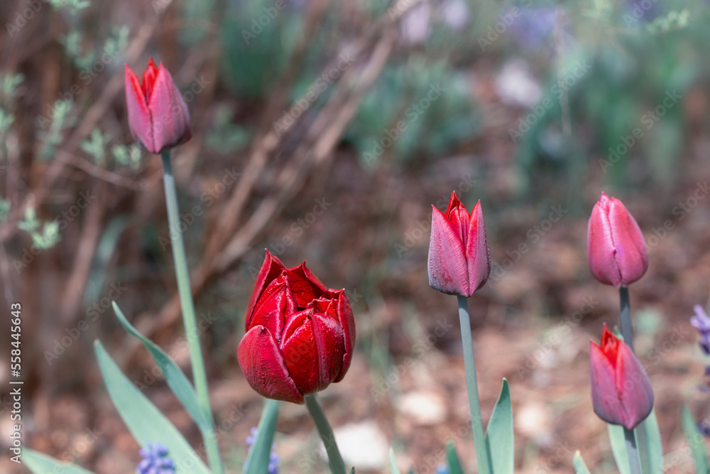 Obraz premium Red purple tulip in early spring garden. Toned effect