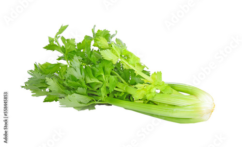 celery isolated on transparent png photo