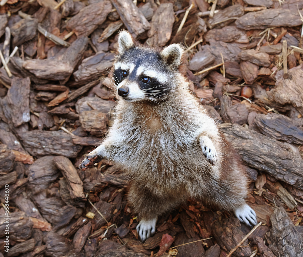 Naklejka premium Raccoon greets guests