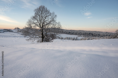Samotny dąb w zimowy śnieżny poranek na wsi