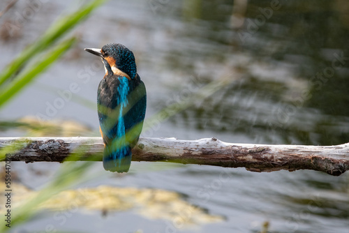 Common kingfisher sitting in the summer sun on a branch at Lakenheath Fen nature reserve in Suffolk, UK photo