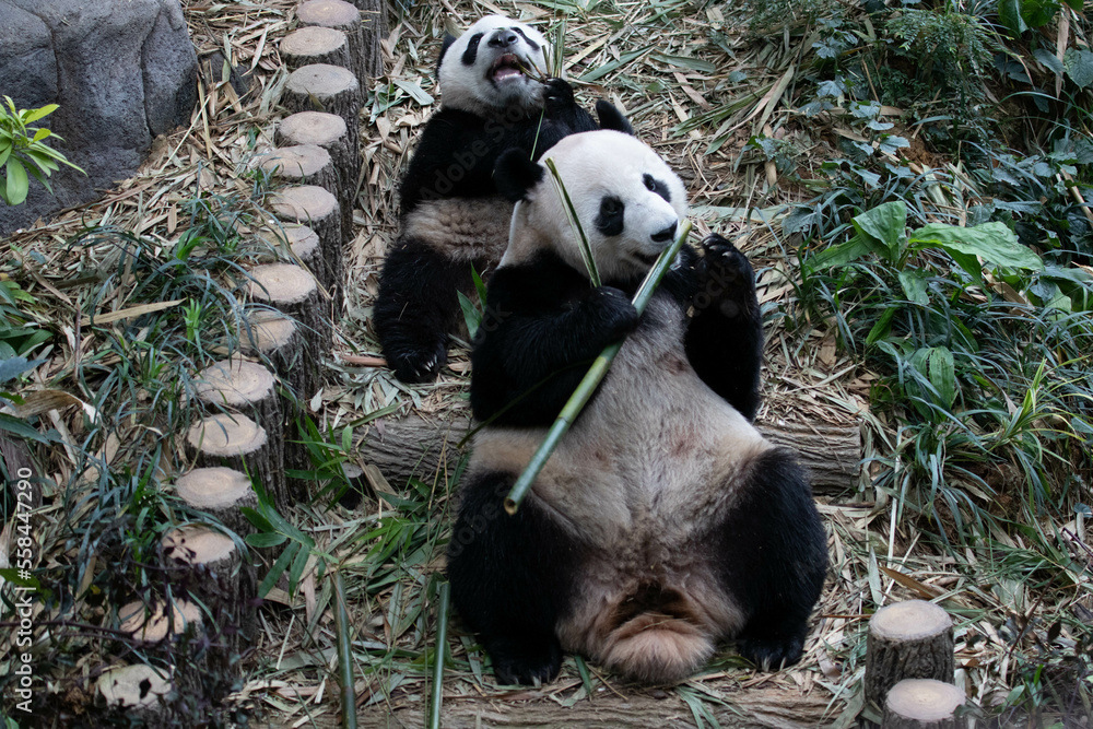 Obraz premium Close up Cute Panda, Le Le, in River Safari , Singapore 