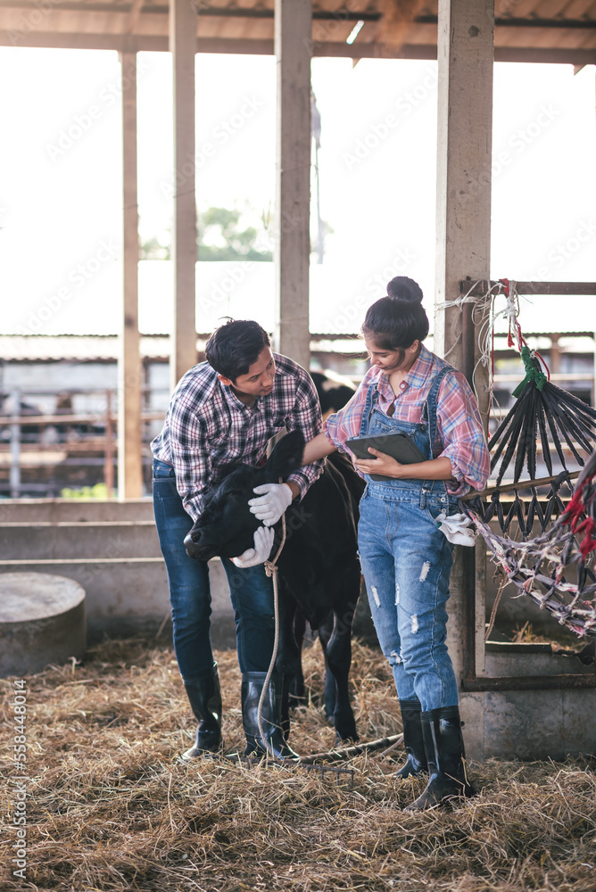 Asian young couple working together in small business dairy farm. Livestock and farm industry. Asian young couple working together in small business dairy farm. Livestock and farm industry.