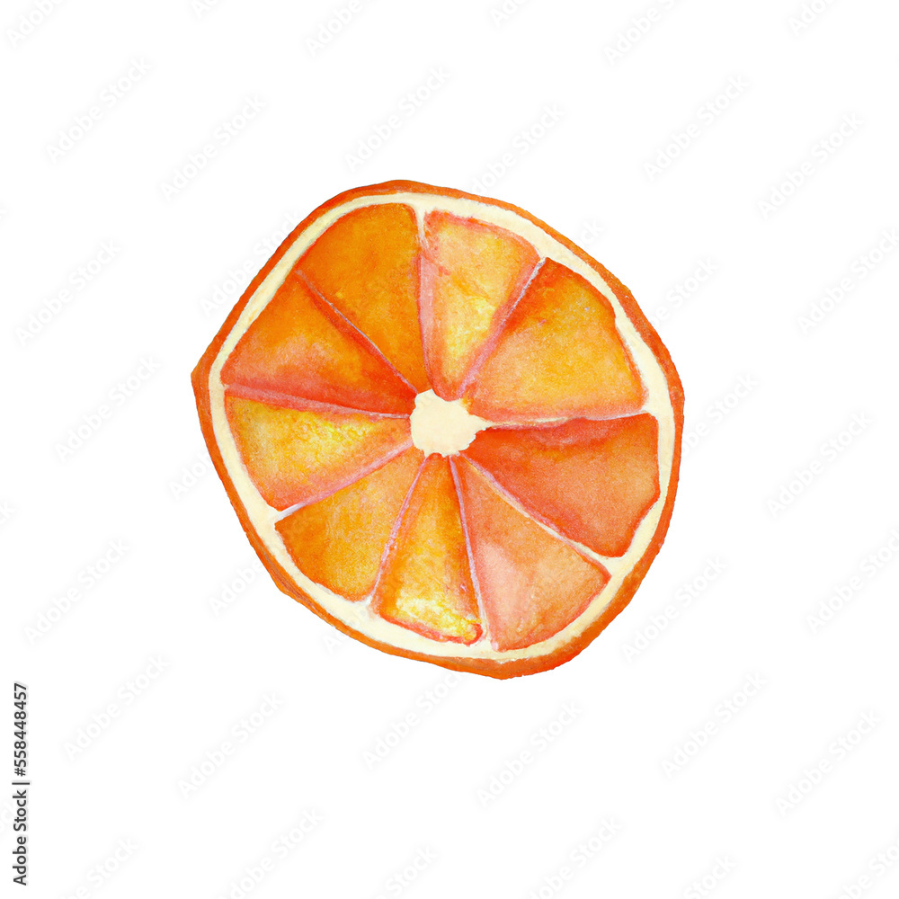 Orange slice isolated on a white background. Hand drawn, watercolor