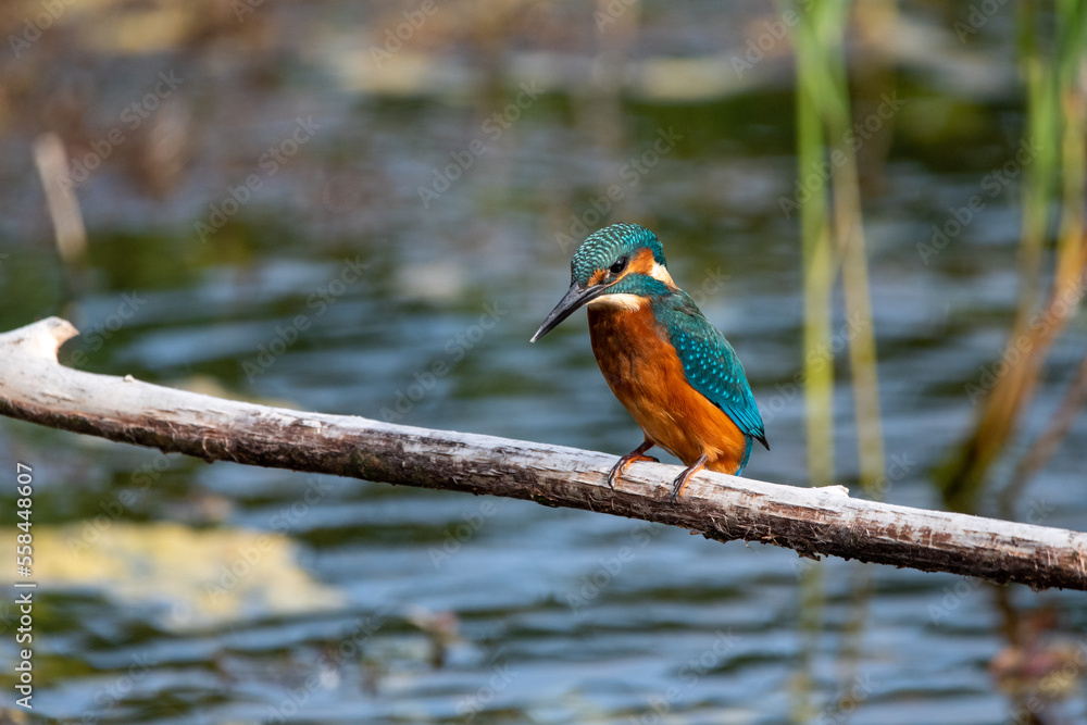 Close up shot of juvenile male common kingfisher sitting on a perch. At Lakenheath Fen nature reserve in Suffolk, UK Close up shot of juvenile male common kingfisher sitting on a perch. At Lakenheath Fen nature reserve in Suffolk, UK