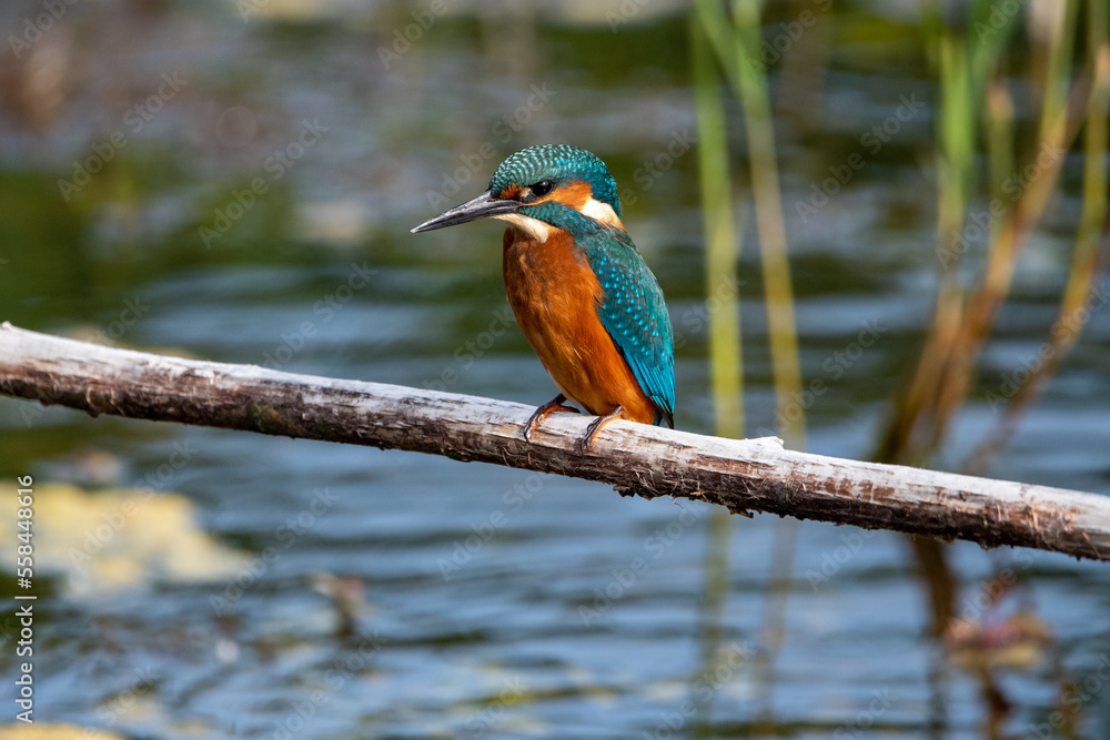Close up shot of juvenile male common kingfisher sitting on a perch. At Lakenheath Fen nature reserve in Suffolk, UK