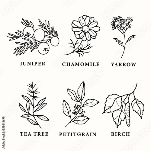 Line art essential oil plants and flowers