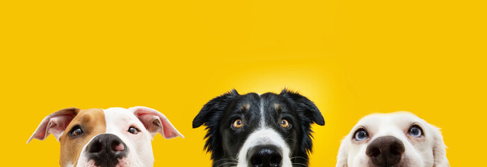 Banner close-up three dogs hiding and  looking at camera. Isolated on yellow background