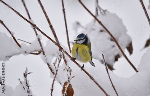 Blaumeise im Schnee © dieter76