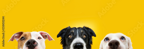 Banner close-up three dogs hiding and  looking at camera. Isolated on yellow background