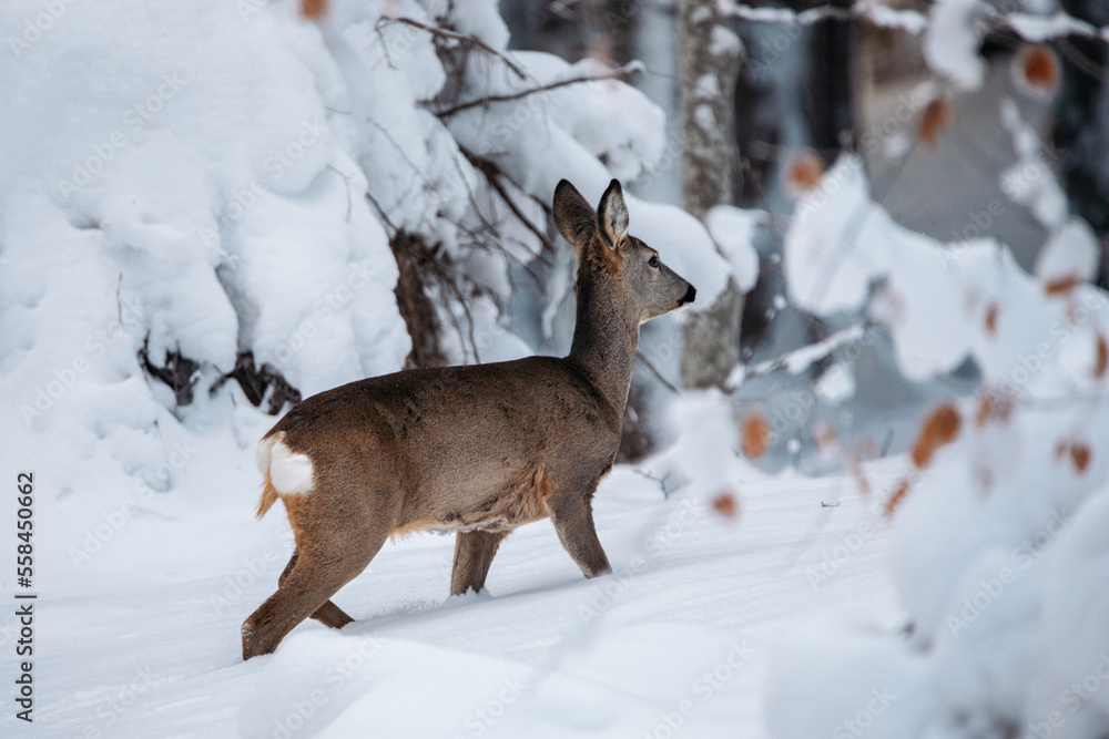 Close up of a roe deer in the wilderness winter forest. Close up of a roe deer in the wilderness winter forest.