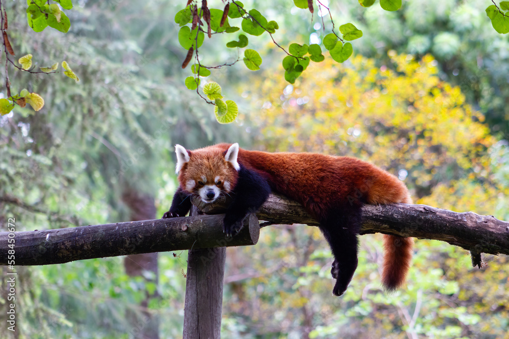 Obraz premium Close-up of a cute red panda resting on a log (Ailurus fulgens).