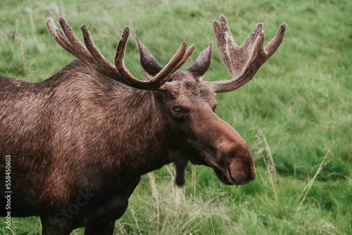 large moose standing at attention at a nature wildlife preserve