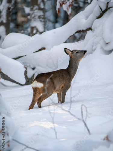 Female roe deer (Capreolus capreolus) standing in a snow covered forest