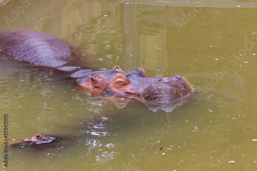 Hippopotamus specimen in an animal sanctuary. (Hippopotamus amphibus) photo