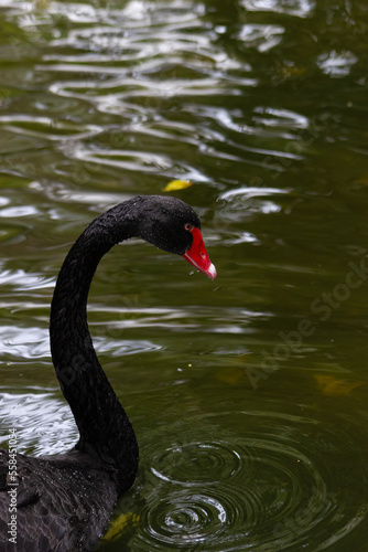 Beautiful close-up of a black swan covered with water droplets © Joaqun