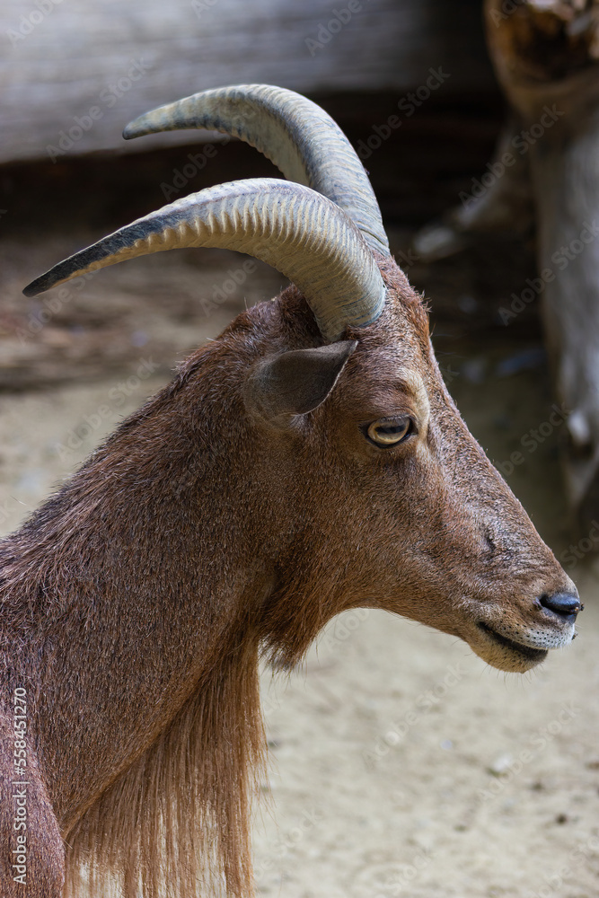 Close-up of a specimen of the Atlas Mouflon or Arrui. (Ammontragus lervia sahariensis).