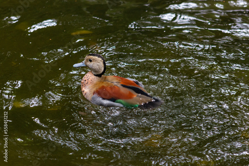 Ringed teal (Callonetta leucophrys). Small duck of South American forests, photo