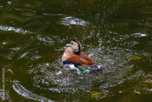 Fototapeta Naklejka Na Ścianę i Meble -  Ringed teal (Callonetta leucophrys). Splashing water in a pond.