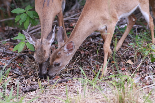 Slika na platnu baby deer feeding in the woods