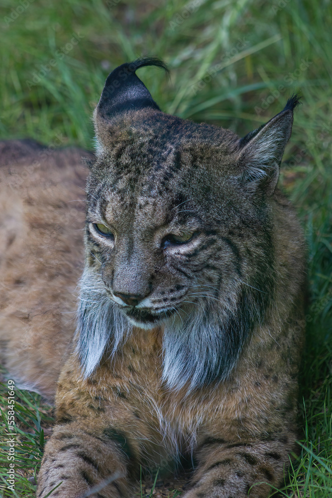 Obraz premium Close-up of an Iberian Lynx (Lynx pardinus) in a conservation center. Endemic species of the iberian peninsula.