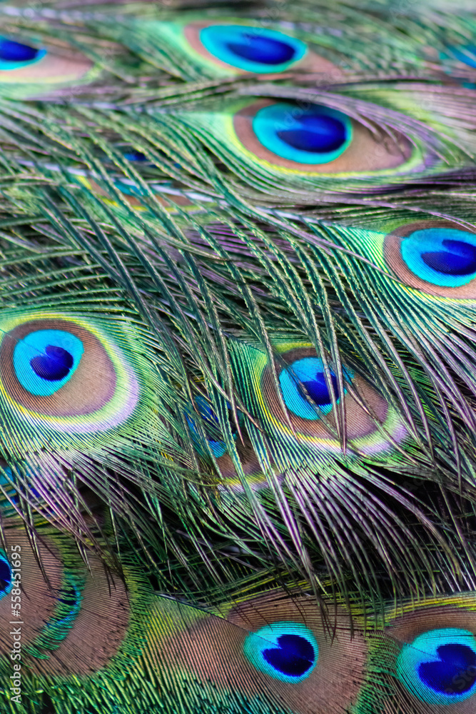 Obraz premium Detail of the tail feathers of a peacock or Indian turkey. Exotic paradise plumage. Close up background.